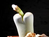 Thumbnail of 1885_Lithops julii fulleri_20171001_02(1).JPG